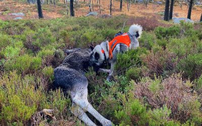 Uttaksprøve NM Løshund